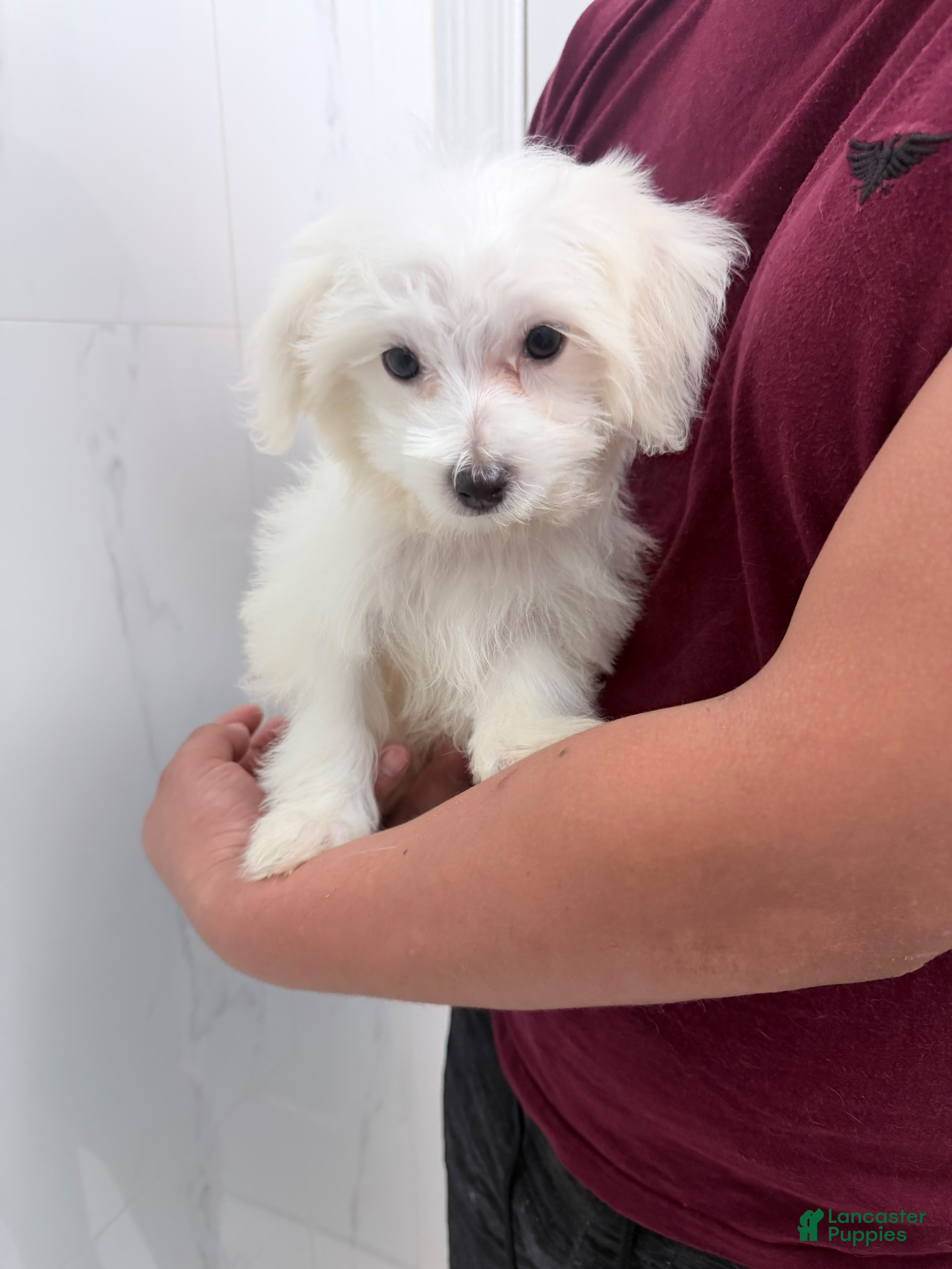 Maltese dogs Maltese 3 - Ad 1