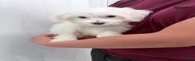 Maltese 3