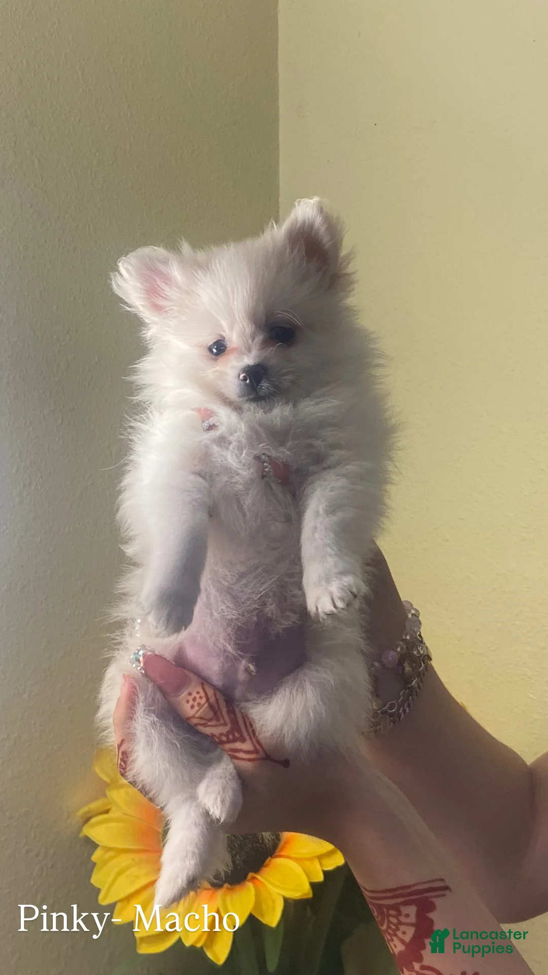 Pomeranian dogs for sale: Pinky - Ad 1