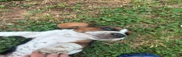 Basset Hound dogs for sale: Newt  - Ad 7