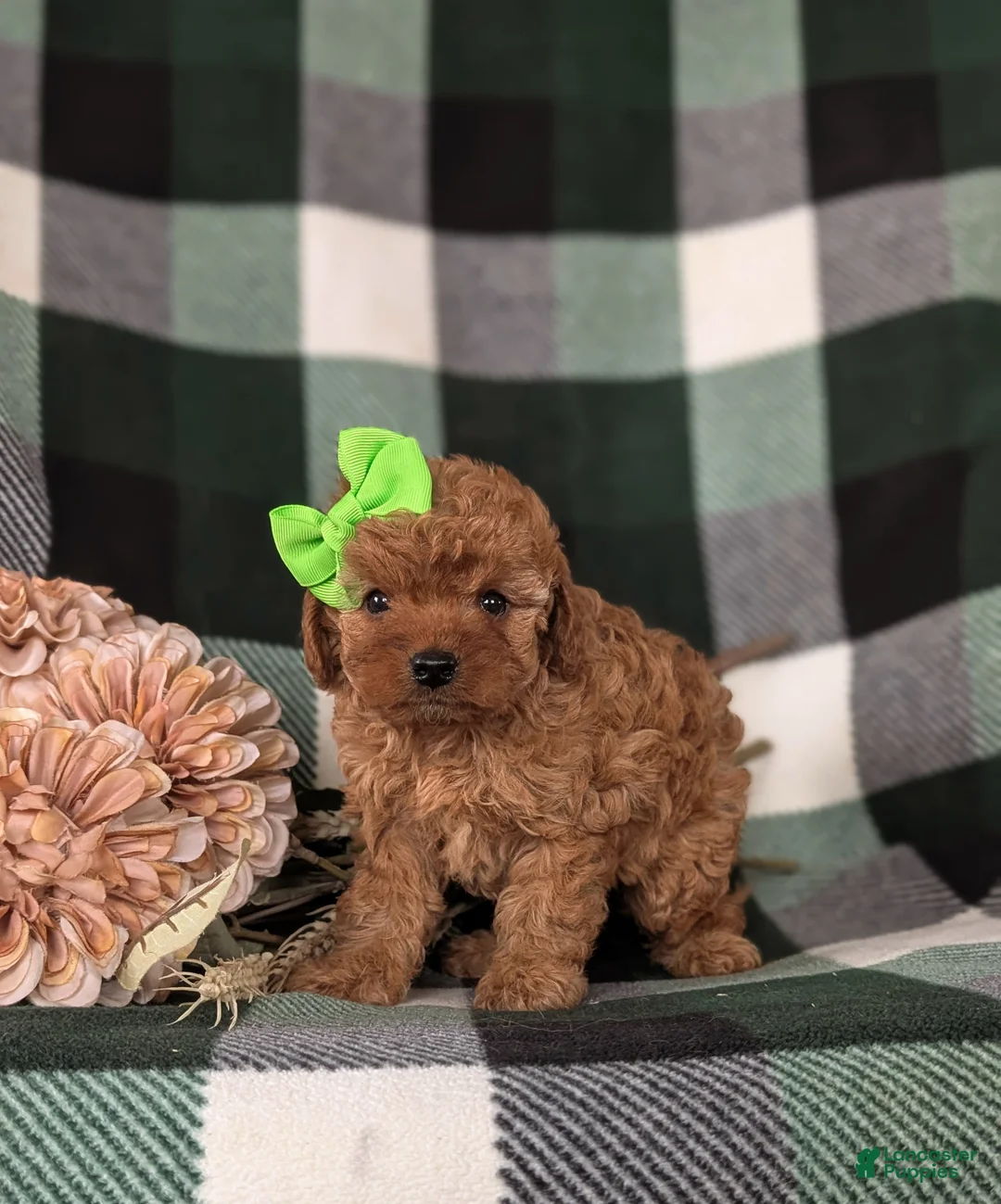 Cavapoo dogs for sale: Ivy - Ad 3