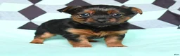 Yorkshire Terrier dogs for sale: Vicky - Ad 2