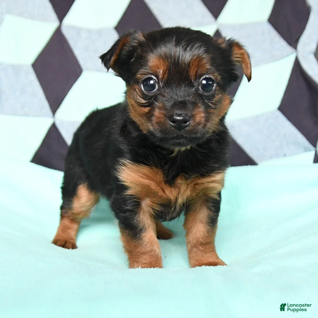 Yorkshire Terrier dogs for sale: Vicky - Ad 2