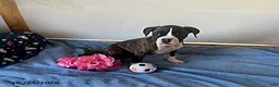 Boxer dogs for sale: Samantha - Ad 1