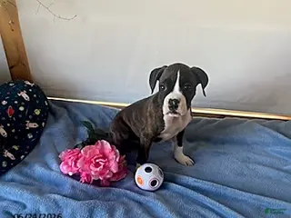 Boxer dogs for sale: Samantha - Ad 2