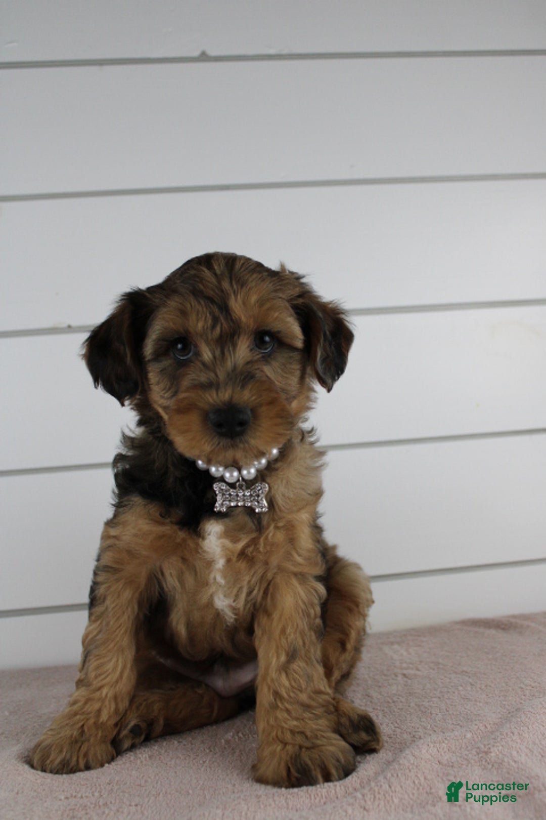 Yorkiepoo dogs for sale: GUNNER - Ad 1