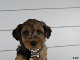 Yorkiepoo dogs GUNNER - Ad 9