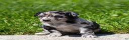 Chihuahua dogs for sale: Ryder Chihuahua Puppy  - Ad 11