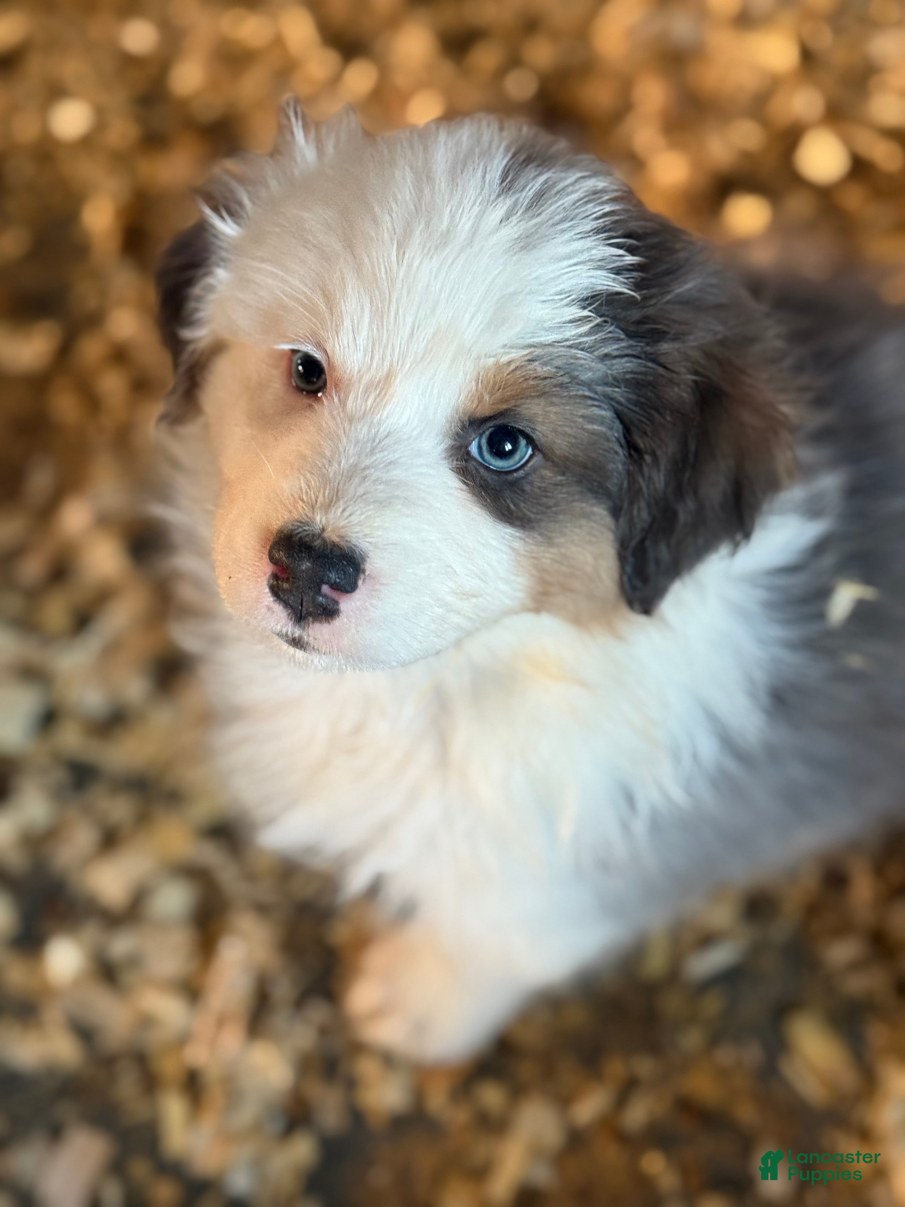 Australian Shepherd dogs Australian Shepherd Puppy 2 - Ad 1