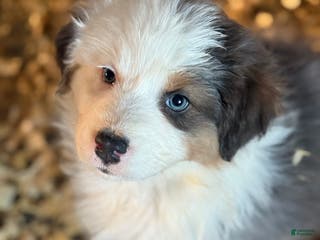 Australian Shepherd dogs Australian Shepherd Puppy 2 - Ad 13