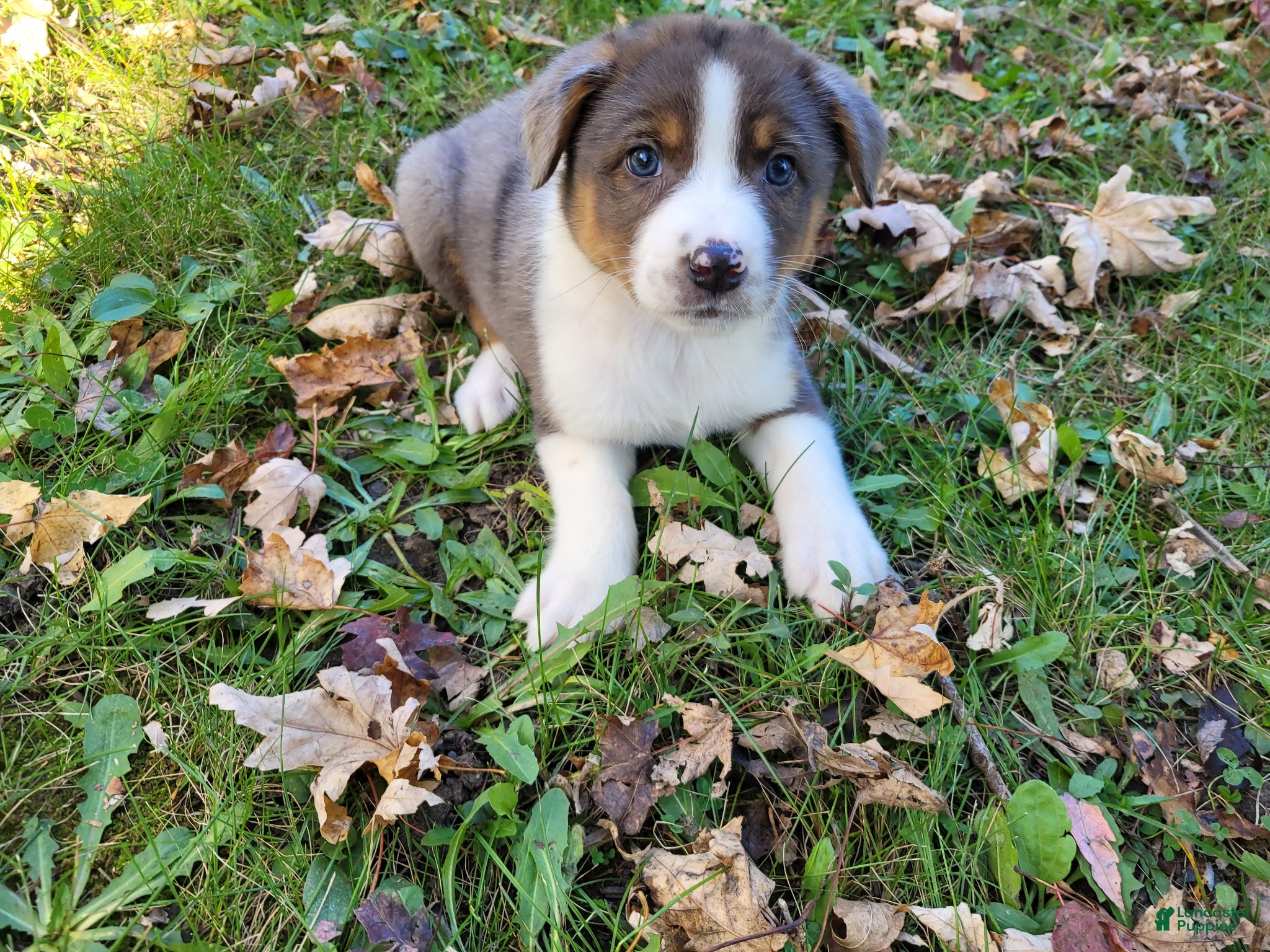Mixed Breed dogs for sale: Daisy  - Ad 27