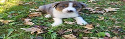 Mixed Breed dogs for sale: Daisy  - Ad 1