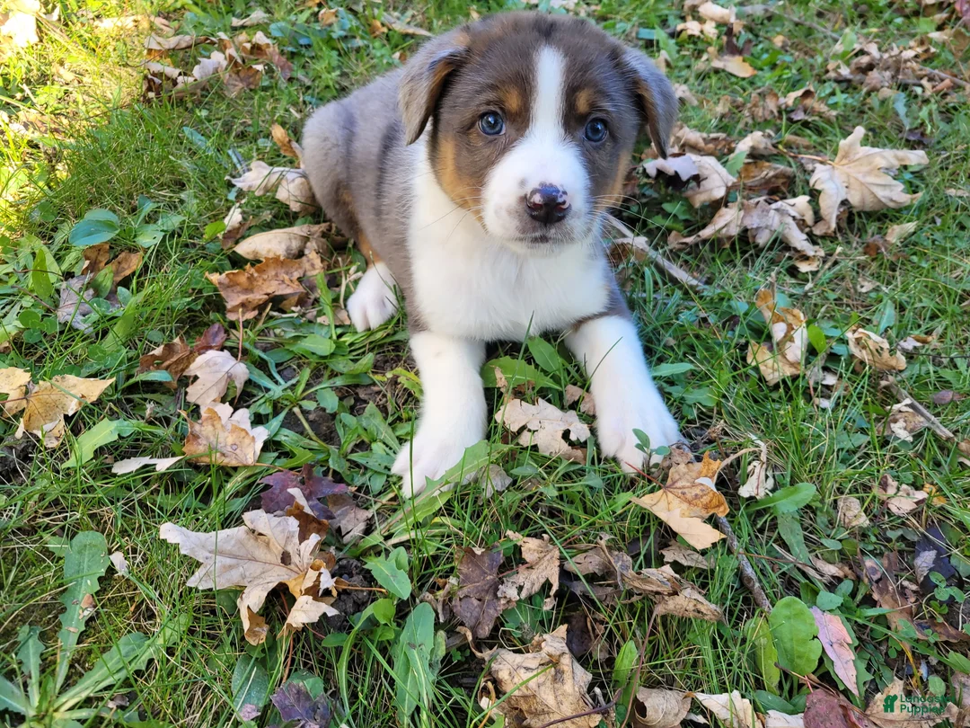 Mixed Breed dogs for sale: Daisy  - Ad 1