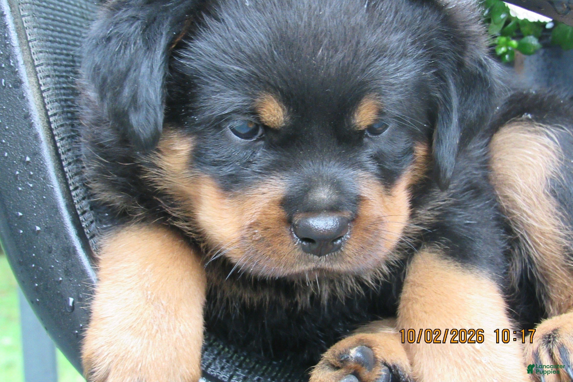 Rottweiler dogs Rottweiler 2 Rosie - Ad 22