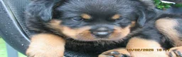 Rottweiler dogs for sale: Rottweiler 2 Rosie - Ad 1