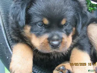 Rottweiler dogs Rottweiler 2 Rosie - Ad 22