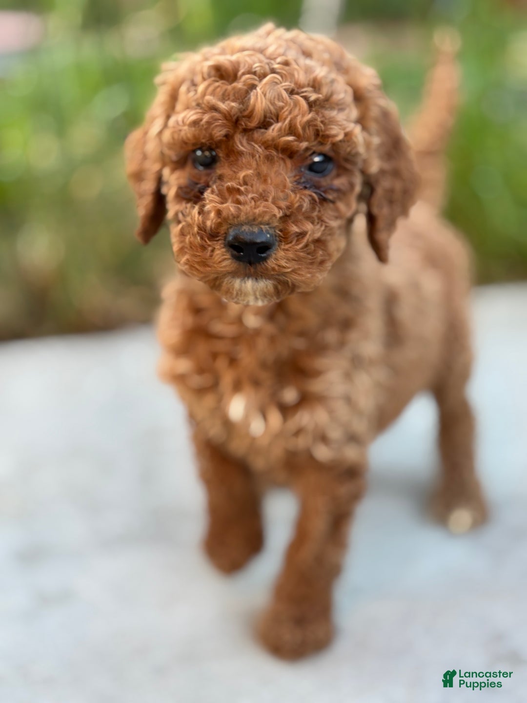 Standard Poodle dogs for sale: Daisy - Ad 3