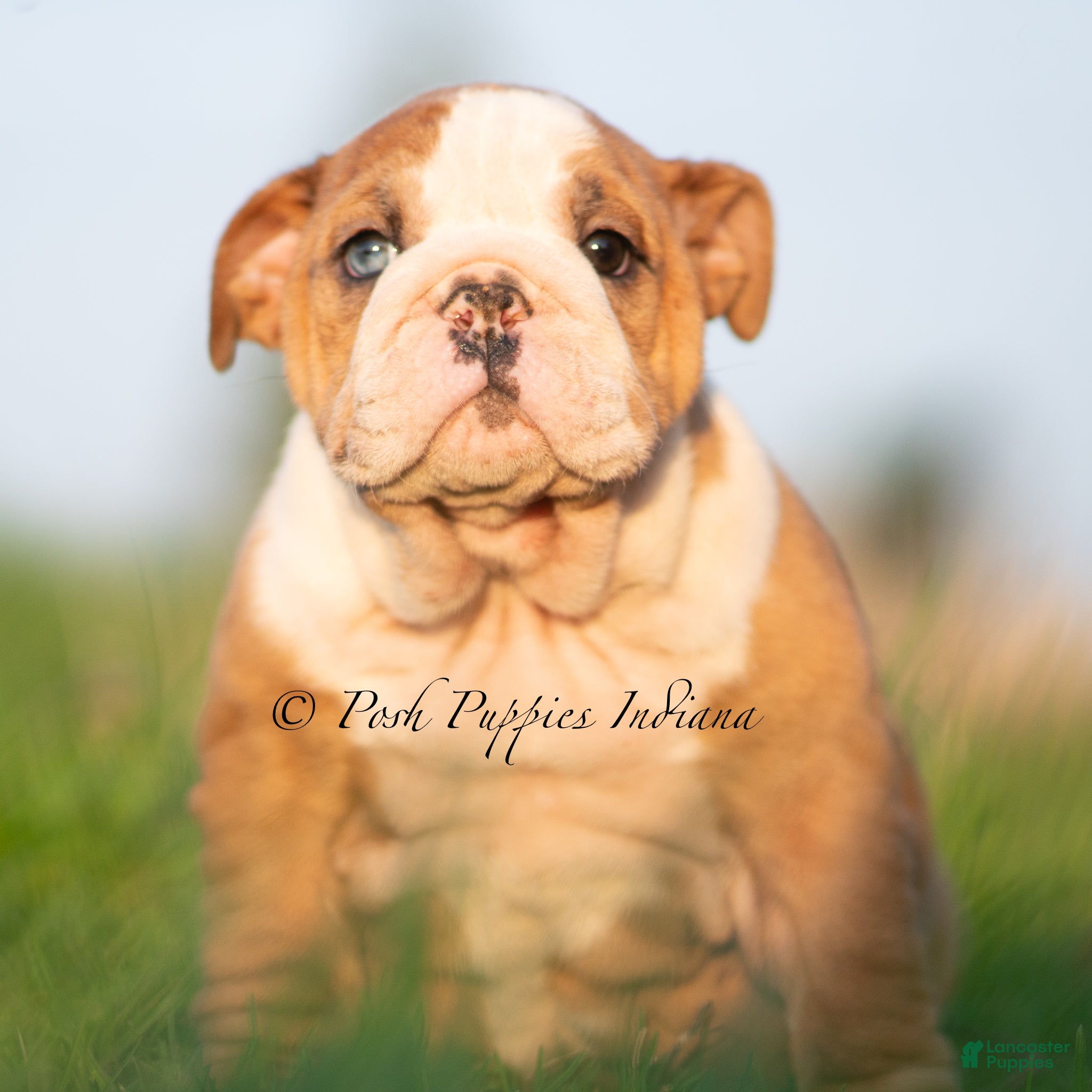 English Bulldog dogs Mable AKC - Ad 24