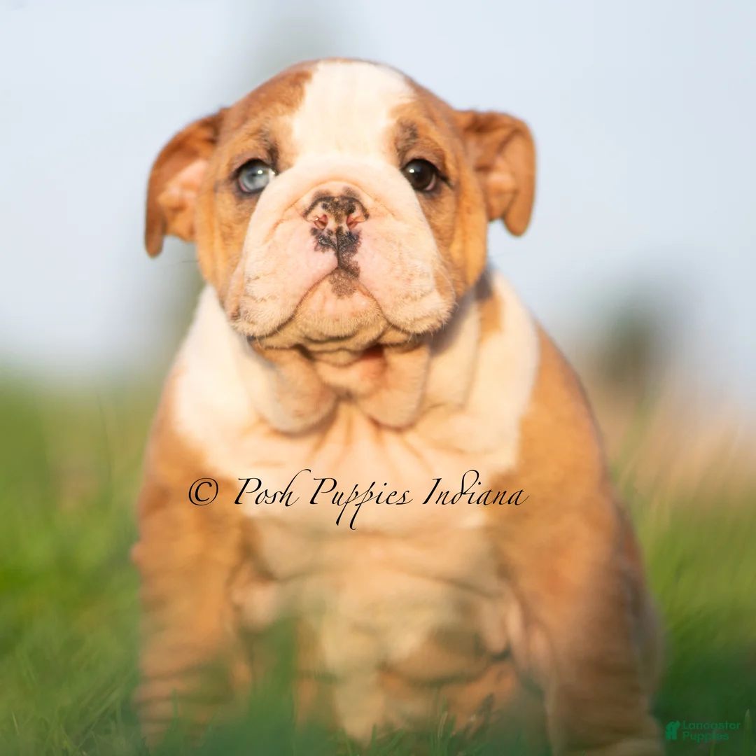 English Bulldog dogs for sale: Mable AKC - Ad 1