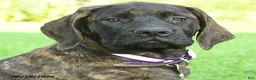 English Mastiff dogs for sale: Lyla - Ad 3
