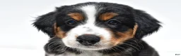 Australian Shepherd dogs for sale: Muffy - Ad 5