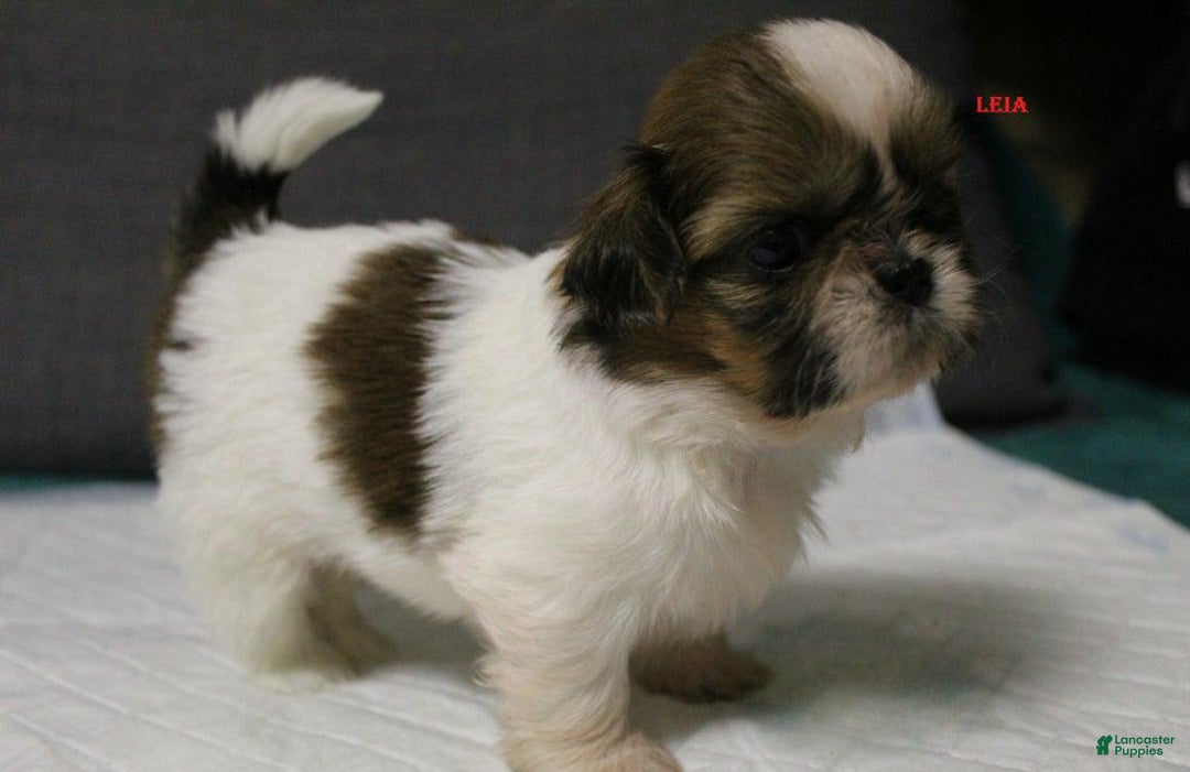 Shih Tzu dogs for sale: Link - Ad 18