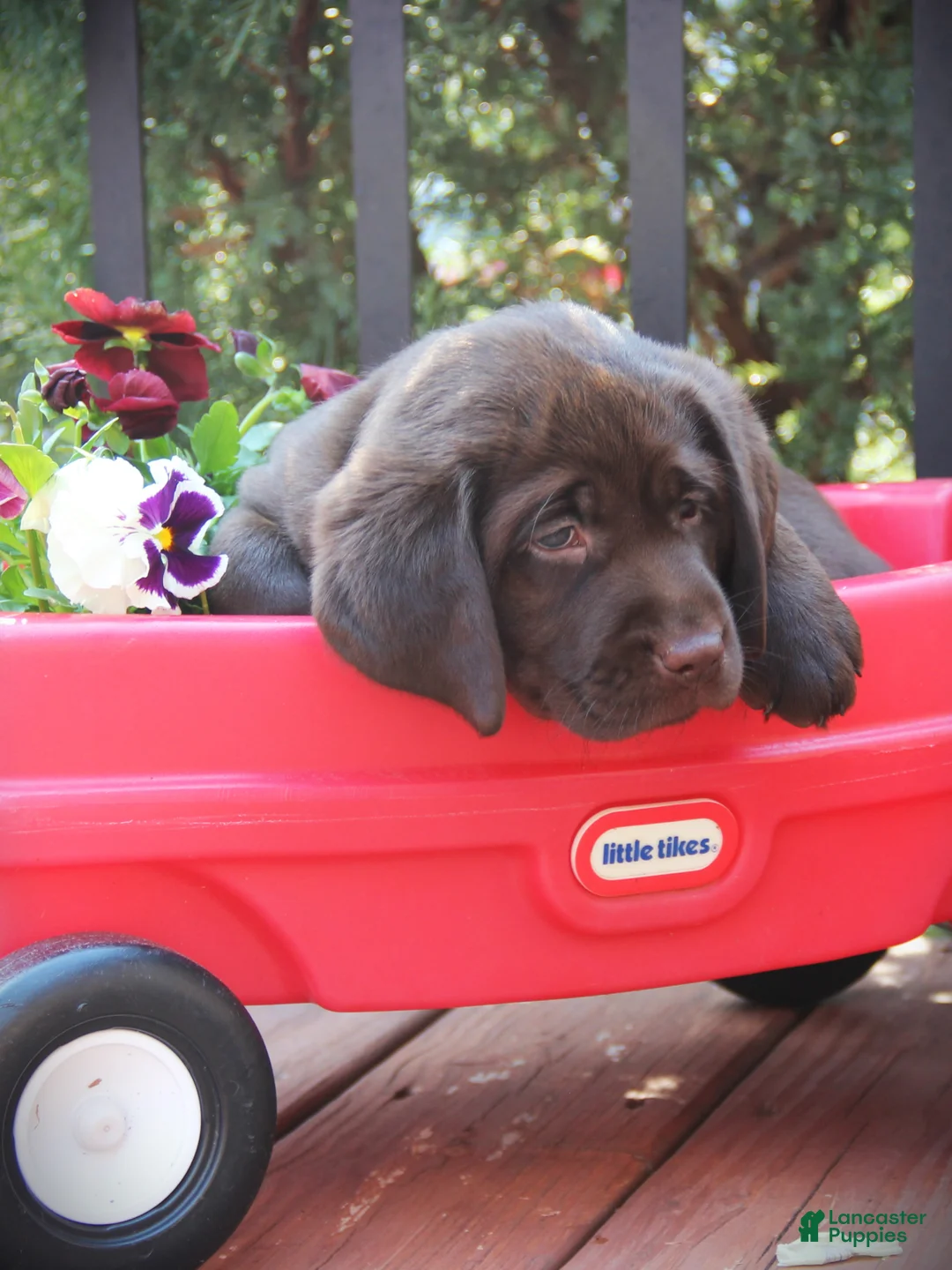 Labrador Retriever dogs for sale: Dixie - Ad 2