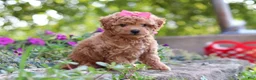 Miniature Poodle dogs for sale: Janika - Ad 9