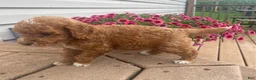 Mini Goldendoodle dogs for sale: Echo- mini/petite - Ad 5
