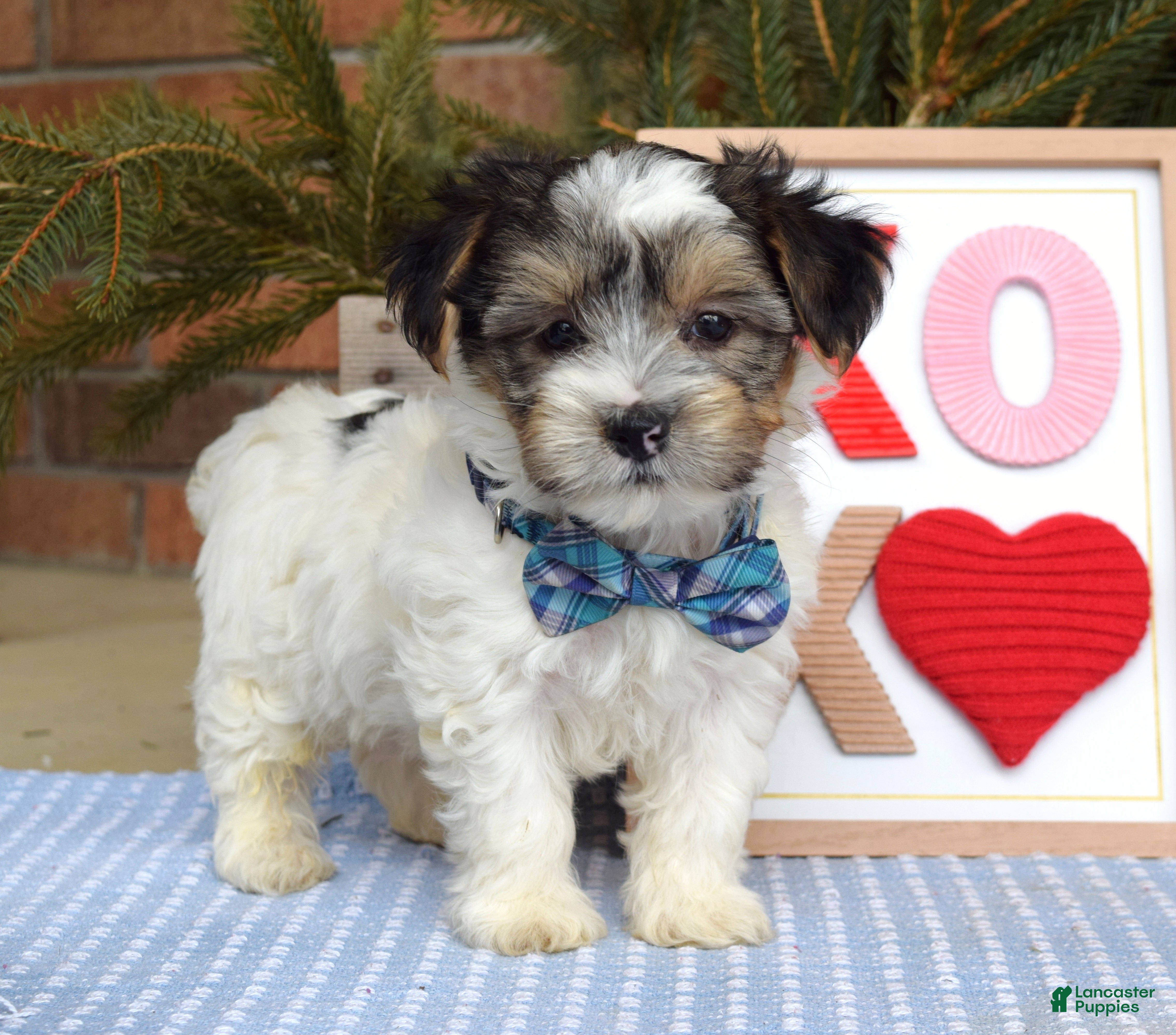 Yorkshire Terrier dogs Patrick  - Ad 2