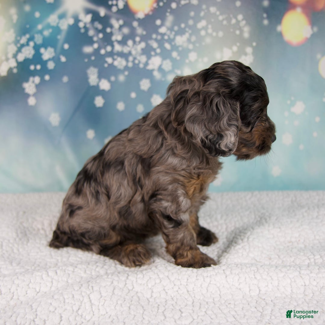 Cockapoo dogs for sale: Callie - Ad 8