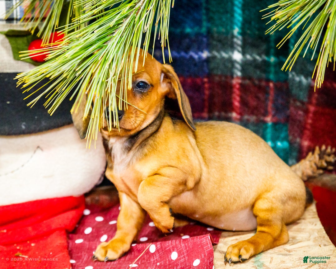 Miniature Dachshund dogs for sale: Tootsie - Ad 10