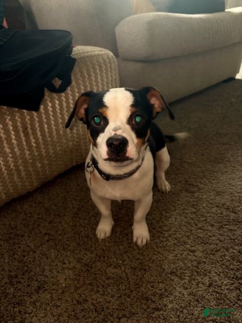 Mixed Breed dogs Mixed chihuahua  - Ad 2
