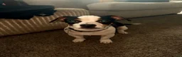 Mixed Breed dogs for stud: Mixed chihuahua  - Ad 1
