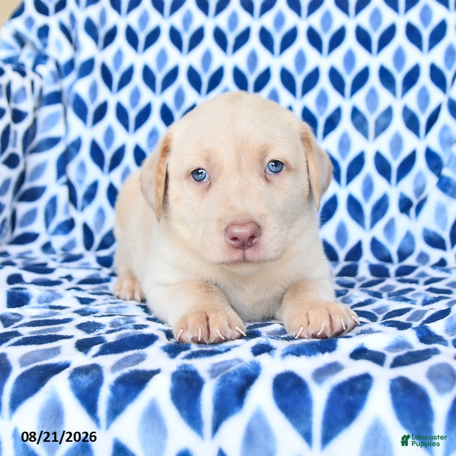 Labrador Retriever dogs Chance - Ad 1