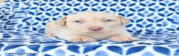 Labrador Retriever dogs for sale: Chance - Ad 1