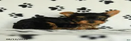 Yorkshire Terrier dogs for sale: Quinton - Ad 4