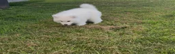 Samoyed dogs for sale: Nimbus  - Ad 6