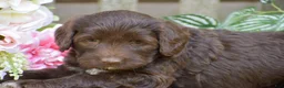 Portuguese Water Dog dogs for sale: Megan - Ad 5