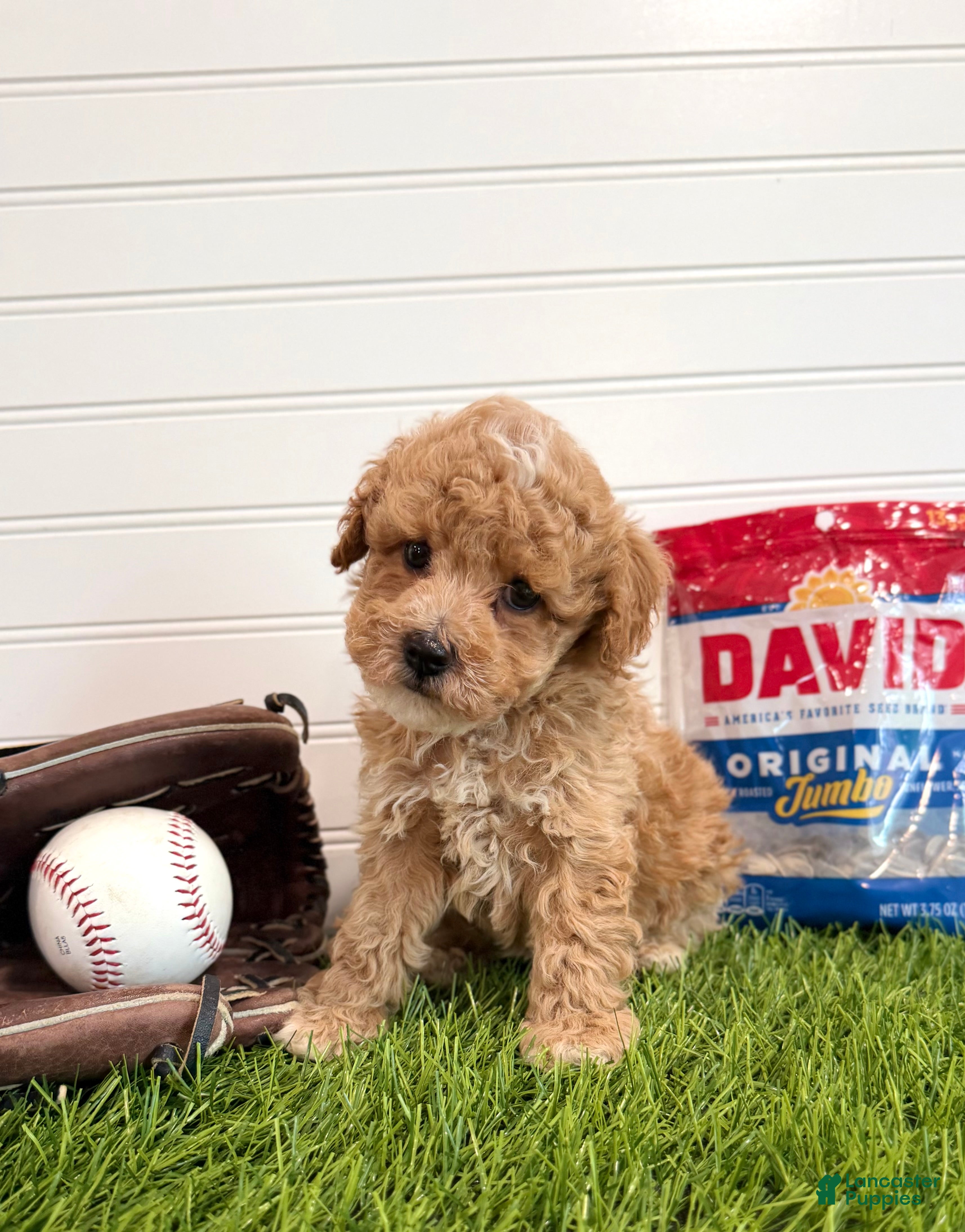Cavapoo dogs Rookie - Ad 2