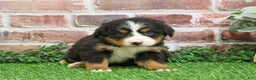 Bernese Mountain Dog dogs for sale: Snowflake  - Ad 9