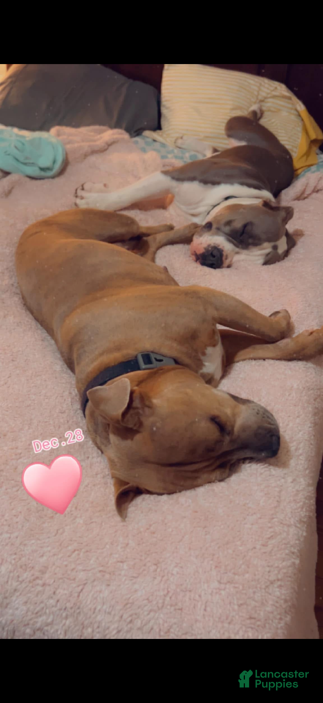 American Pit Bull Terrier dogs for sale: American Pit Bull Terrier Puppy 1 - Ad 2