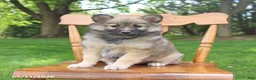 Pomsky dogs for sale: Skye - Ad 1