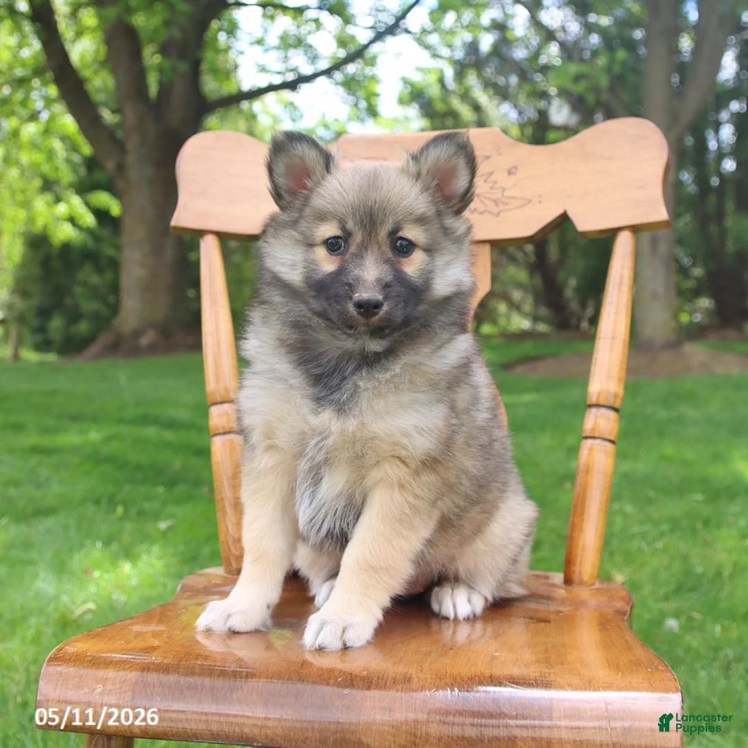 Pomsky dogs for sale: Skye - Ad 1