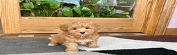 Havapoo dogs for sale: Havapoo Puppy 3 - Ad 4