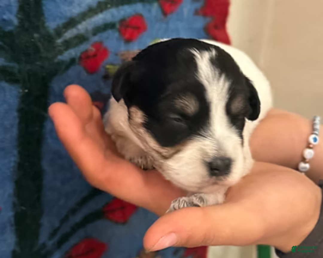 Corgipoo dogs for sale: Daisy - Ad 8