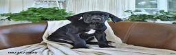 Great Dane dogs for sale: Blair - Ad 4