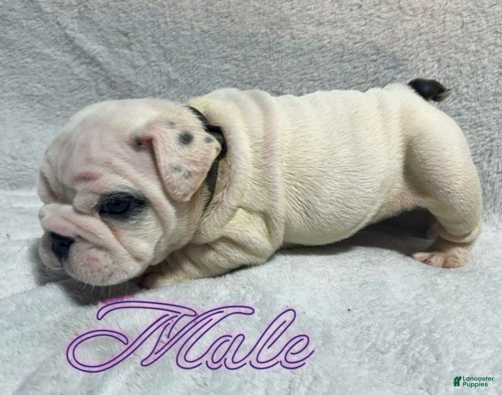 English Bulldog dogs English Bulldog 2 - Ad 1