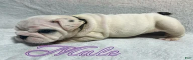 English Bulldog 2
