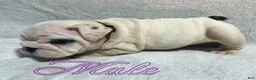 English Bulldog dogs for sale: English Bulldog 2 - Ad 1